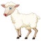 Cute sheep standing on white background