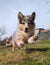 Cute sheltie dog running joyfully through lush green grass