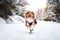 Cute sheltie running in a snowy park