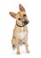 Cute Shepherd Basenji Crossbreed Dog