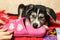 Cute shepherd puppy on the bed with slippers