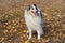 Cute shetland collie is standing on yellow leaves in the autumn park. Pet animals