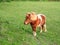 Cute shetland pony in a field