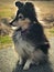 Cute Shetland Sheepdog Naya taking a rest on the tarmac after running agility