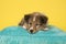 Cute shetland sheepdog puppy lying down on a blue cushion on a yellow background