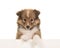 Cute shetland sheepdog puppy portrait hanging over an white border
