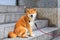 Cute Shiba dog in Japan