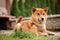 Cute Shiba Inu in the blue butterfly on the leash lying on the walkway