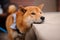 Cute Shiba Inu in the blue butterfly on the leash standing putting chin on stone