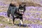 Cute shiba inu dog on crocus field