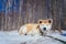 Cute shiba inu dog lies on snow with eyes closed in late fall forest