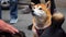 Cute Shiba inu dog portrait
