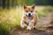 Cute Shiba inu dog running outdoors. Active puppy playing in park during summer evening walk