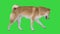 Cute shiba inu dog walking on a green screen, chroma key.