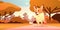 cute shiba inu dog walking in park furry human friend domestic pet concept cartoon animal