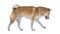 Cute Shiba Inu Dog Walking on white background.