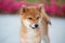 Cute shiba inu puppy standing on the pavement and waiting for its owner. Funny japanese shiba inu dog is on the street