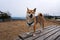 Cute Shiba standing on the bench in the field on a leash during the walk on a sunny day