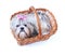 Cute shih tzu dog