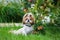 Cute shih tzu dog in the apple orchard. Dog posing and looking at the camera on a background of apples hanging