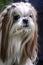 Cute Shih Tzu dog with long groomed hair
