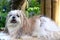 Cute Shih Tzu dog with long groomed hair