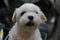 Cute Shih Tzu Dog Puppy Starring