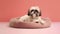 Cute Shih Tzu dog sitting in a beanbag over pink background