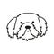 Cute Shih Tzu face. Dog head icon. Hand drawn isolated vector illustration