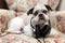 Cute Shih Tzu looking up lying on the shabby chic chair