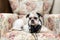 Cute Shih Tzu looking up lying on the shabby chic chair