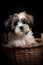 Cute Shih Tzu puppy in a basket on black background