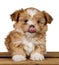 Cute shih-tzu puppy licking his nose