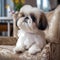 Cute Shih Tzu puppy sitting on a chair. Adorable little fluffy dog