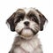 Cute Shih Tzu Puppy In Stephen Shortridge Style
