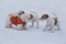 Cute shih tzu puppy and two jack russell terrier puppies are playing on a white snow in the winter park
