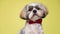 Cute shih tzu puppy on yellow background