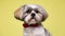 Cute shih tzu puppy on yellow background