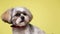 Cute shih tzu puppy on yellow background