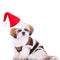 Cute shih tzu santa