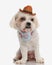 cute shih tzu wearing hat and bandana