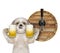 Cute shitzu dog with a glass of beer and barrel. isolated on white