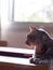 Cute short hair grey with black stripes young asian kitten cat home pet portraits closeup selective focus laying on red brown wood