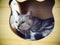 Cute short hair young AMERICAN SHORT HAIR breed kitty grey and black stripes home cat sleeping in a cat box making sad and unhappy