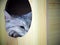 Cute short hair young AMERICAN SHORT HAIR breed kitty grey and black stripes home cat sleeping in a cat box making sad and unhappy