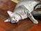 Cute short hair young asian kitten grey and black stripes home cat relaxing lazy on wooden floor