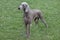 Cute short-haired weimaraner vorstehhund is standing in the green grass. Pet animals.