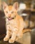 Cute shorthair kitten with collar and bell, Thailand