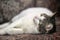 Cute shorthair white with brown cat playful