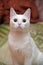 Cute shorthair white cat